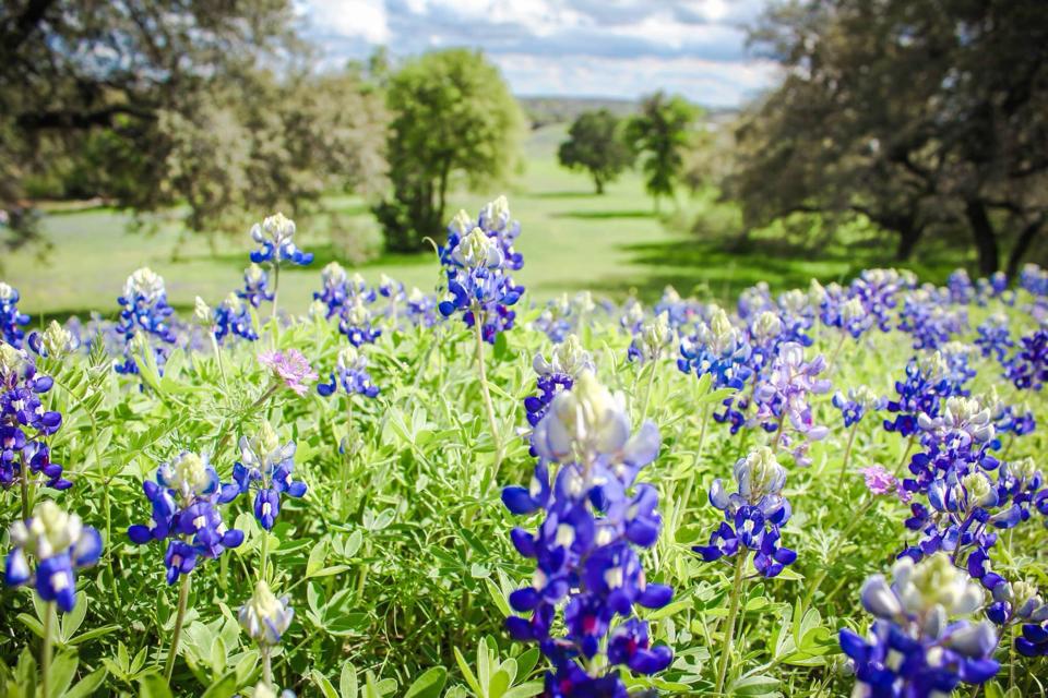 5 Springtime Texas Hill Country Wildflowers To Keep Your Eyes Peeled For