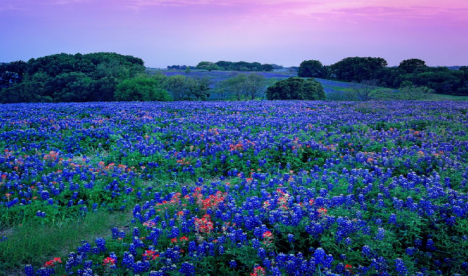 Bluebonnets: Texas' Five State Flowers
