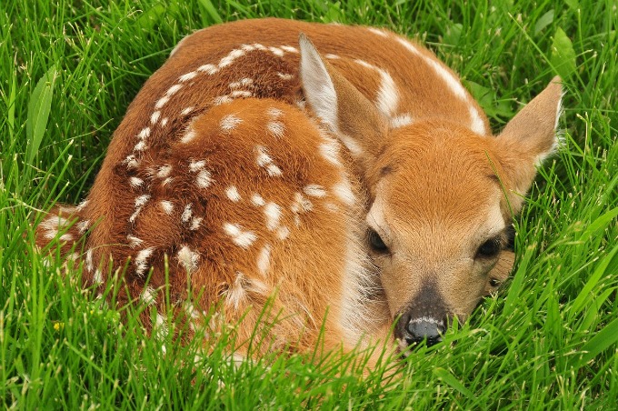 when do whitetail deer give birth