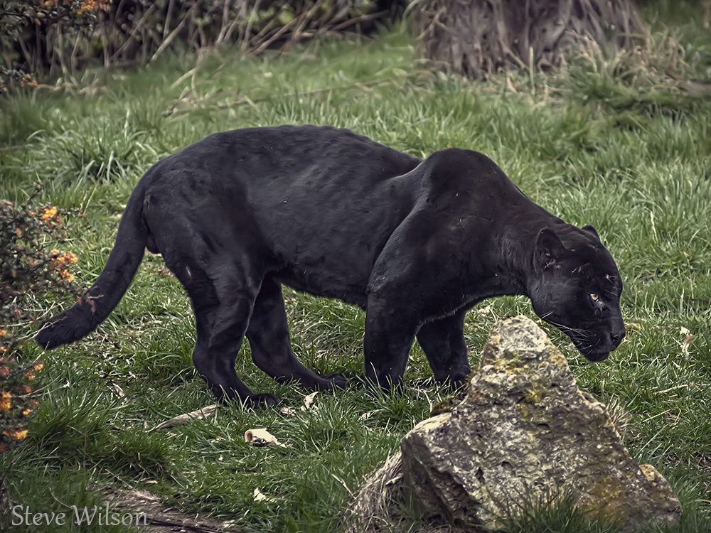 black jaguarundi