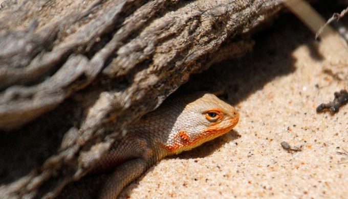Tiny West Texas Lizard the Bane of Big Oil: Environmental Groups Petition for Protection
