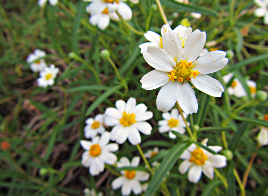 Blackfoot Daisy