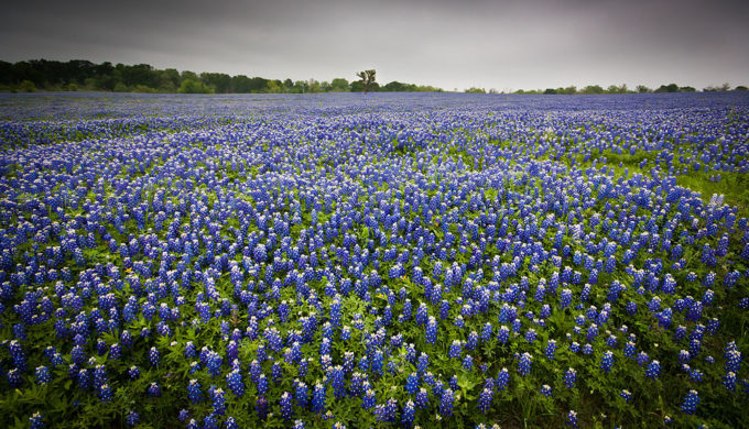 1024px-texas_bluebonnets_7066452003