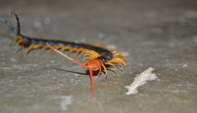 Texas Centipedes: 3 Things You Probably Don't Want to Know