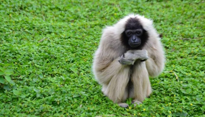 Thailand gibbon sits in field of green