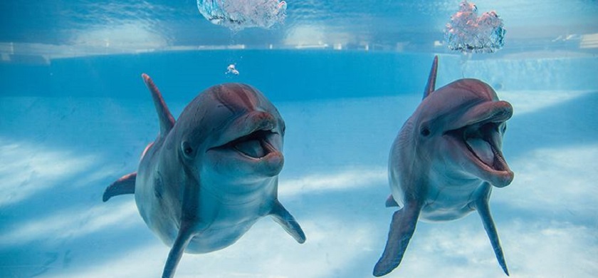 Dolphin Health & Welfare to be Studied by Texas State Aquarium