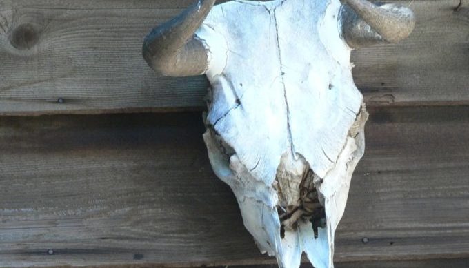 south, southwest, Texas, skull, longhorn