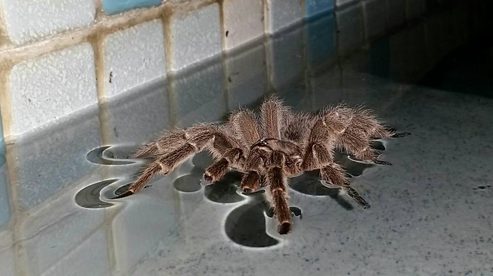 ‘Terrifyingly Cool’ Video of Tarantula Seen Swimming in Texas