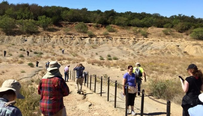 Hunt For And Keep Free Fossils At Mineral Wells Fossil Park