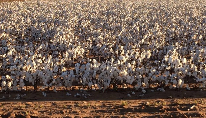 Texas Farmers Help Neighbor Battling Cancer to Harvest His Cotton Crop Texas Farmers Help Neighbor Battling Cancer to Harvest His Cotton Crop