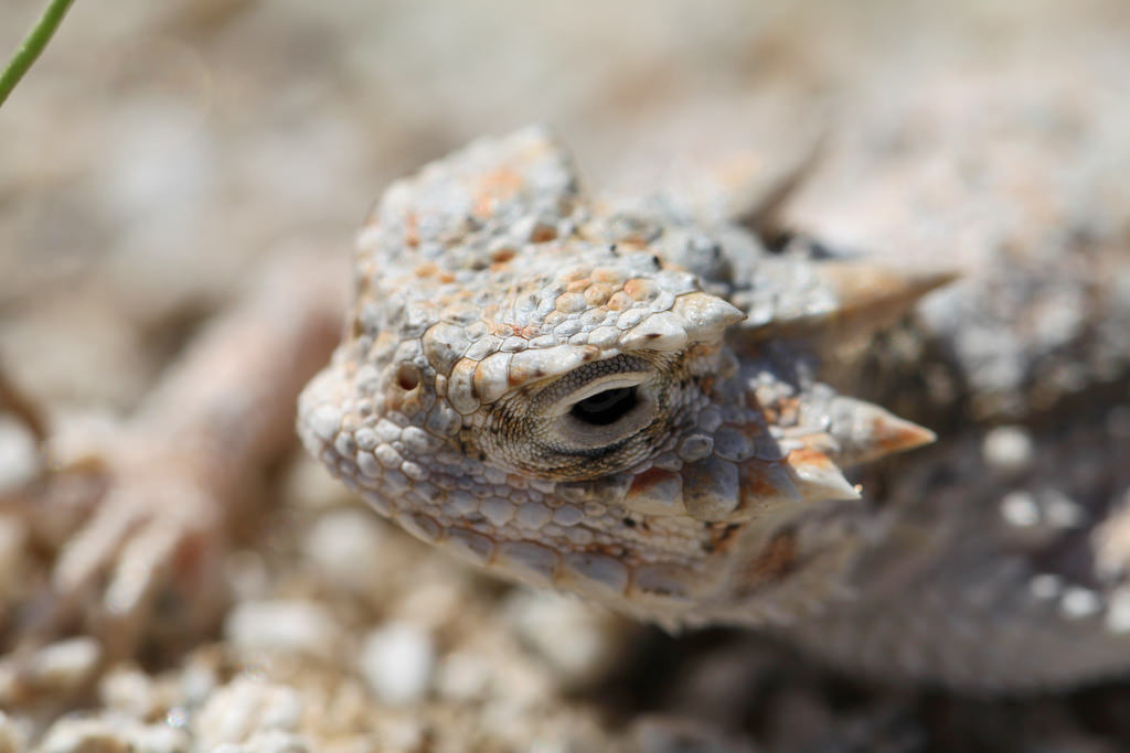 Great Horny Toads! Video Shows Release of 140 Horned Lizard Hatchlings