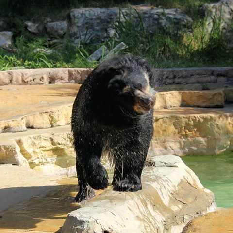 FB/San Antonio Zoo
