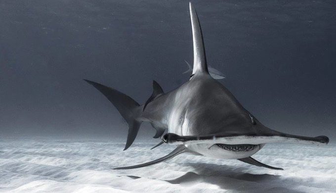 Record-Setting Hammerhead Shark Caught in Texas City Jaycees Fishing Tournament
