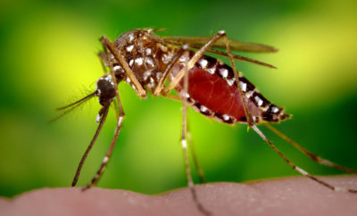 Mosquito Tips: Take the Bite Out of Dealing With These Bothersome Bugs