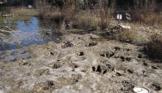 Dinosaur Tracks at Government Canyon State Natural Area Take Visitors on a Journey Back in Time in the Texas Hill Country