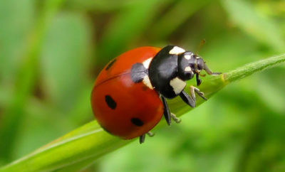 Myths and Facts About Ladybugs that Might Surprise You