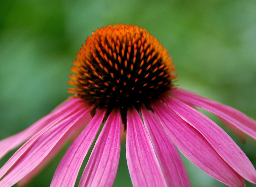 Purple Cone Flower