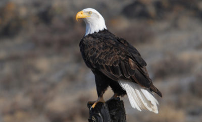 Bald Eagles in Texas are Making a Comeback: Where You Can See Them