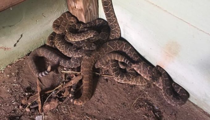 Rattler Comes Through West Texas Toilet: Gives New Meaning to Snaking a Drain…