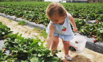 This Pick-Your-Own Strawberry Farm in Texas is a Family Tradition