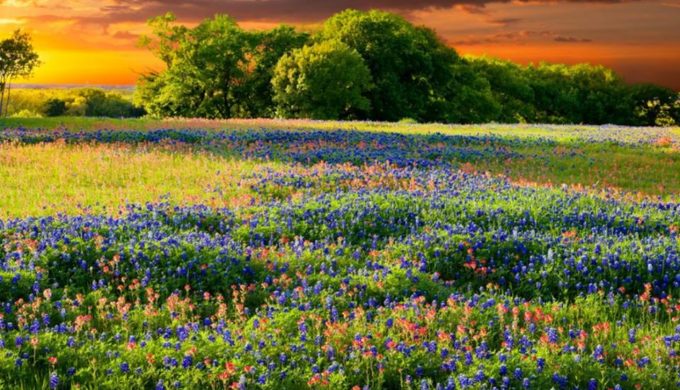 Wild For Wildflowers in Fredericksburg: Touring the ‘Peach Loop’