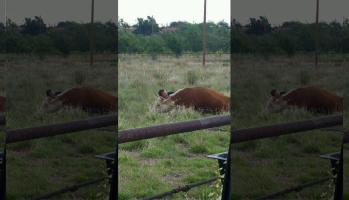 Even Hearts Are Bigger in Texas: Stinnett Man Comforts Cow That Lost Its Calf