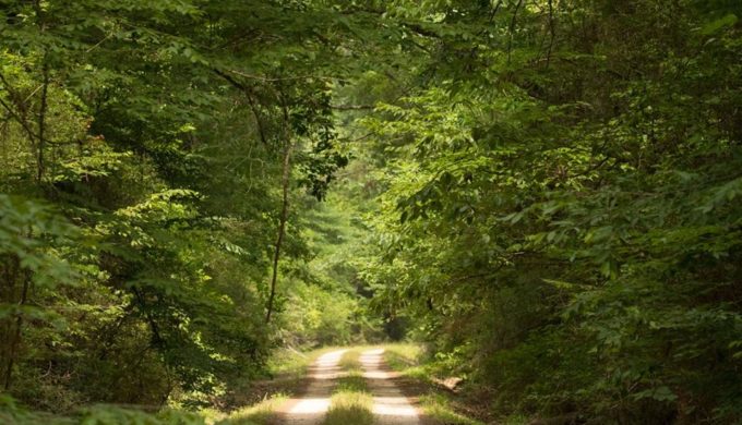 Big Thicket National Preserve: Group Trips Into the Wilds of Southeast Texas