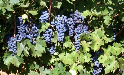 Grape Expectations: Texas Wine Boon Expected From Record 2018 Harvest Forecast