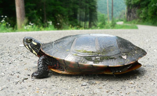 What Not To Do When Helping a Turtle Cross the Road
