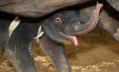 It’s a Girl! Joy the Asian Elephant is the Newest Baby at the Houston Zoo