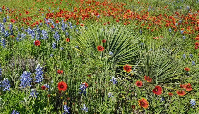 2016 Wildflowers in field with other plants 2016 Wildflowers in field with other plants