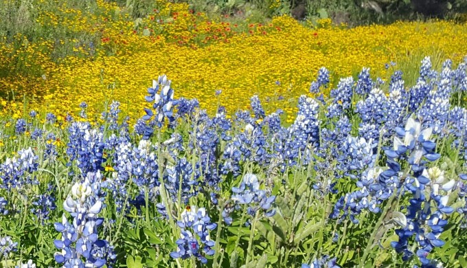2016 Wildflowers yellow and bluebonnets 2016 Wildflowers yellow and bluebonnets