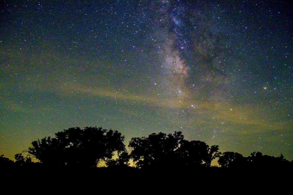 Live Oaks Basking in the Milky Way by Mike Zarella