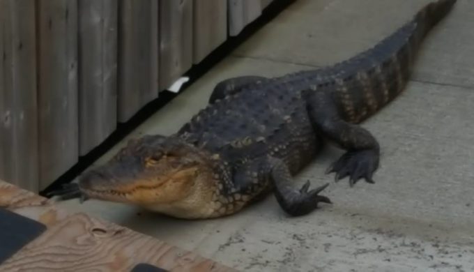 The Alligator That Came for Anniversary Dinner: How On Earth Did it Get There?