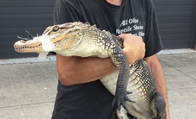 The Alligator That Came for Anniversary Dinner: How On Earth Did it Get There?