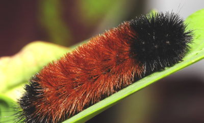 Can the Woolly Bear Caterpillar Predict Winter Weather?