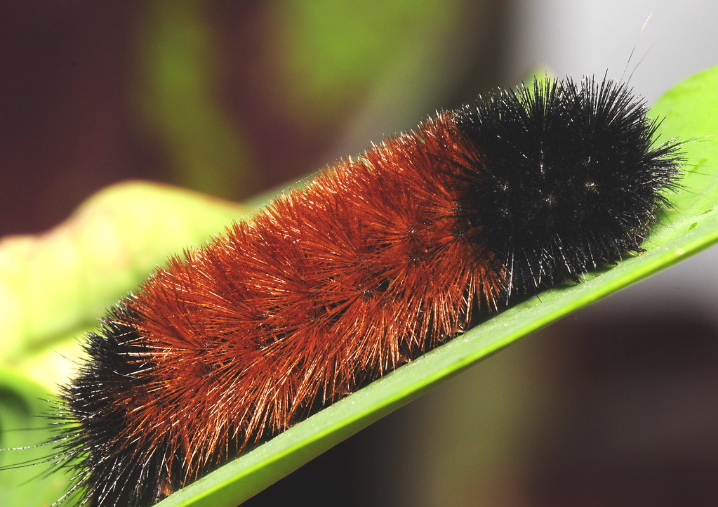 download light brown wooly worm