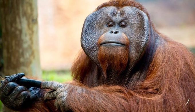 Houston Zoo Announces $150 Million Centennial Fundraising Campaign