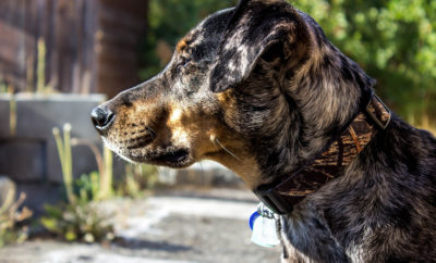 Catahoula Leopard Dog: Why so Many of Them End Up in Shelters