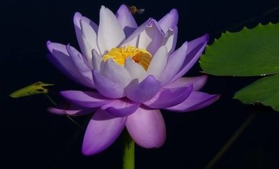 Pre-Eminent Waterlily Collection Available for Viewing in San Angelo