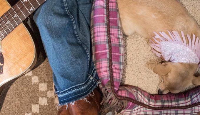 MuttNation Pet Collection: Helping You Help Other Furry Friends in Need