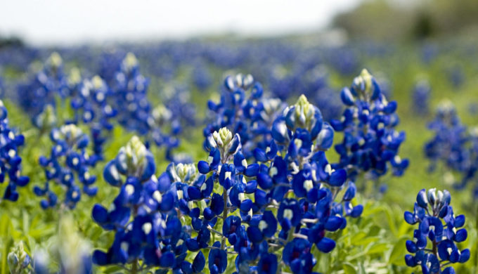 5 Things Topping Any List That Texans Love About Texas
