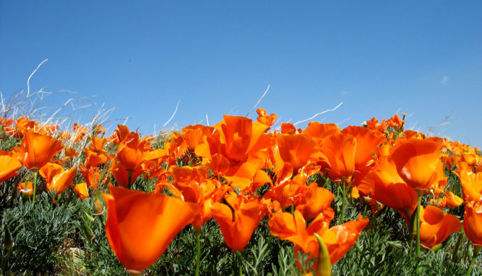 Wild For Wildflowers in Fredericksburg: Touring the ‘Peach Loop’