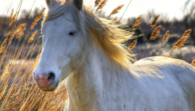 A Horse of a Different Color: Texas A&M Can Help Determine Equine Ancestry