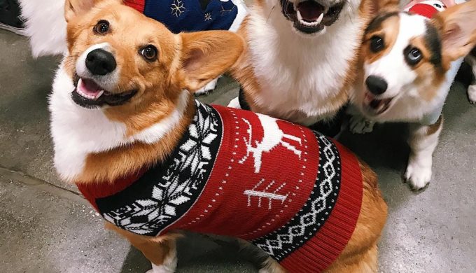 Kansas City Royals Pub Dog Christmas Ugly Sweater - Shibtee Clothing