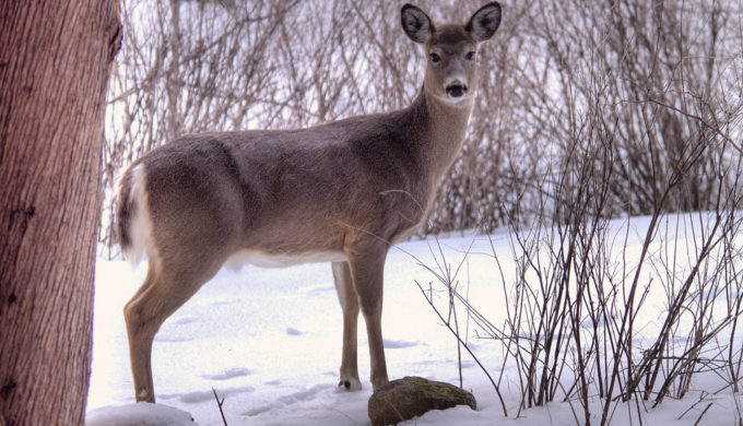 Family’s Pet Deer Shot & Killed In Front of Them