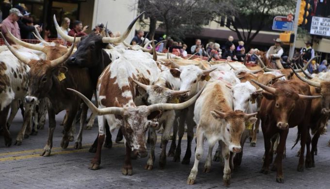 San Antonio Stock Show & Rodeo: The Season Can Now Commence