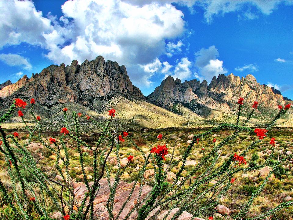 A Night In Texas 4枚セット A Night In Texas 4枚セット