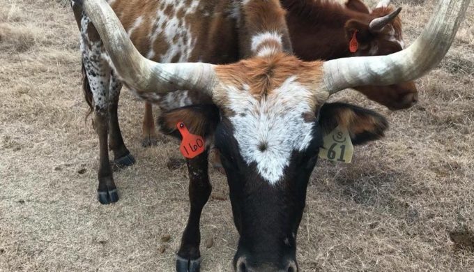 More Than 200 Longhorns Seized from Hill County, Texas, Are Up For Adoption