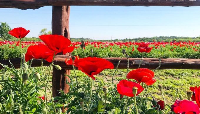Signs of Springtime in Texas That Will Make Your Day Better